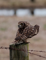 Short Eared Owl