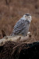 Snowy Owl