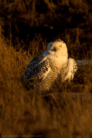 Snowy Owl